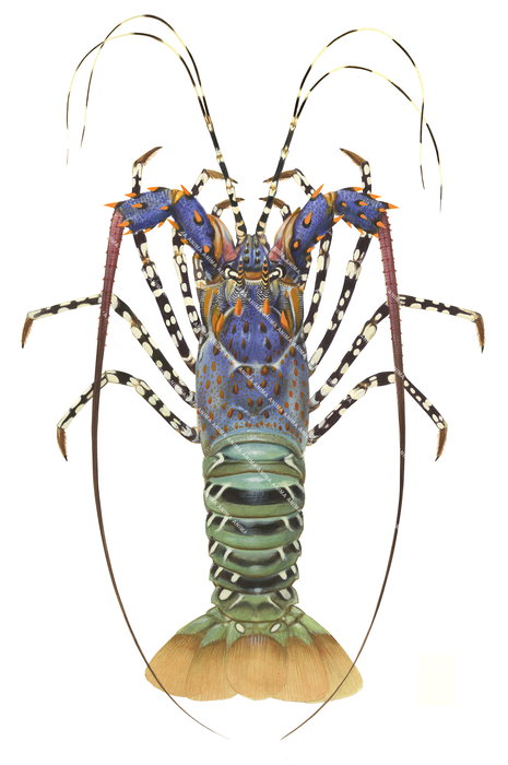 A scientific illustration of the Ornate Rock Lobster, dorsal view on white background, with its upper body blue colour with orange spots and the lower carapace green colour with an orange tail.