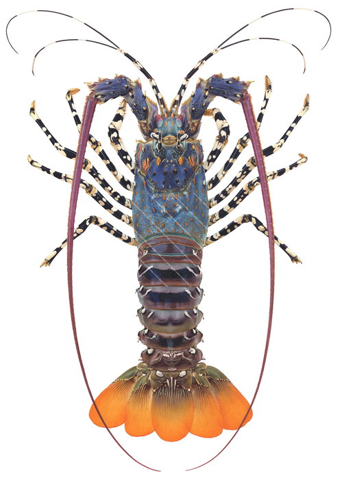 A realisticillustration of an Ornate Rock Lobster, with blue and orange hues, depicted in a dynamic pose with a detailed, patterned carapace.