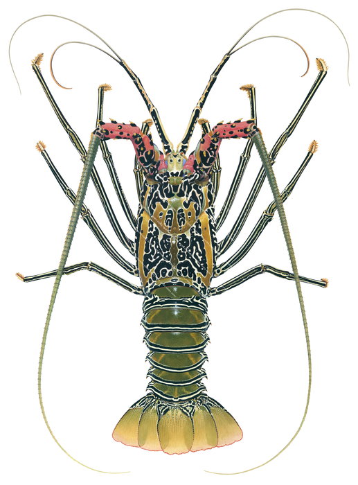 A scientific illustration of a Painted Rock Lobster with black, green, and red colours on a white background.