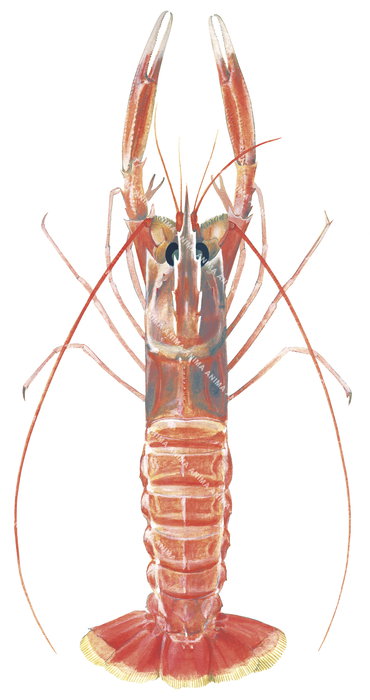 A detailed dorsal view illustration of a scampi, showcasing its vibrant red and pink color and intricate external features against a white background.