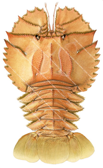 The illustration shows a single marine Balmain Bug with its large, fan-shaped head displayed in isolation, its body colour mainly bright orange.