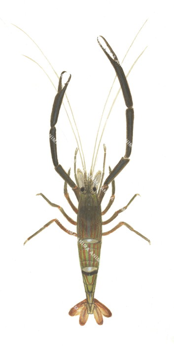 A scientific illustration of a Cherabin, a type of crustacean, with a green and brown body and long antennae.