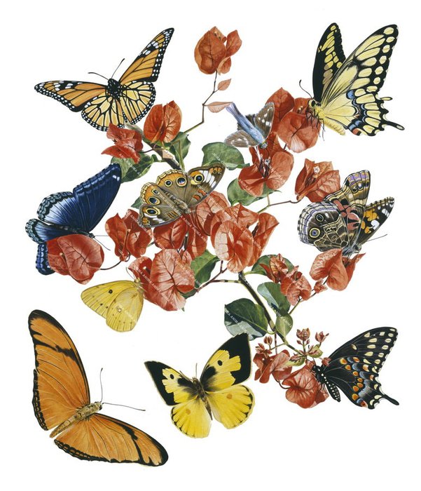 North American Butterflies