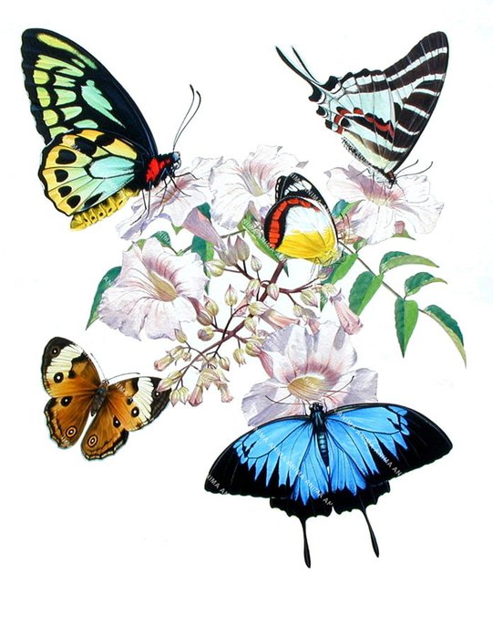 An illustration of the Australian Butterflies flying around flowers. The overall look is delicate and naturalistic watercolor-style, capturing the elegance of the butterflies.