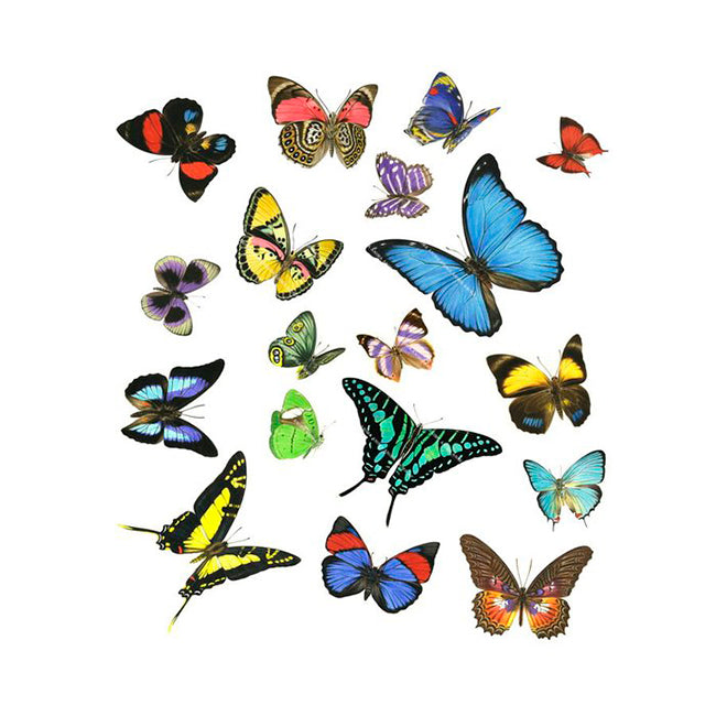 Butterflies of the World