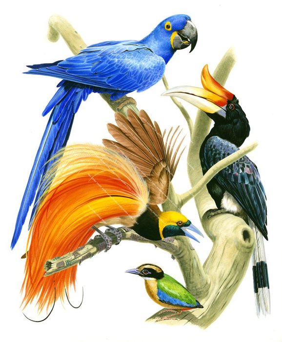 Tropical Birds