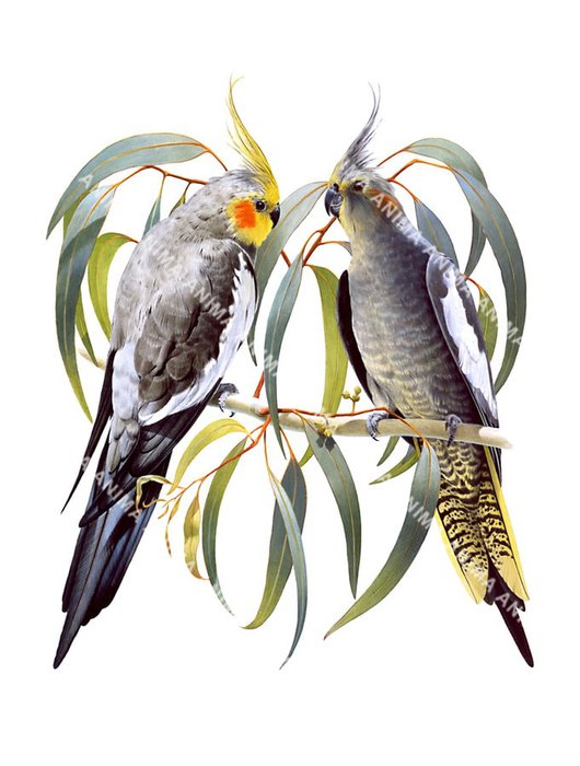 An accurate illustration of a couple of Australian Cockatiel on a branch with their body mainly grey and yellow with a red spot on the cheek.