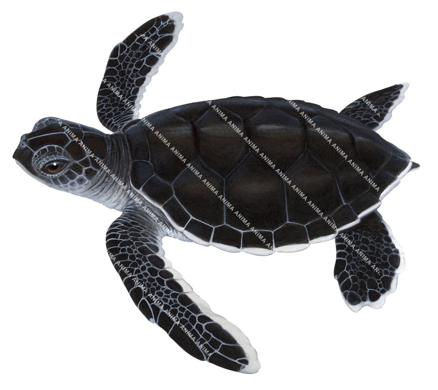 Green Turtle Juvenile