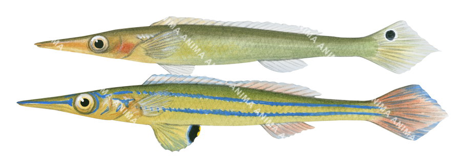 Pencil Weed Whiting Male and Female