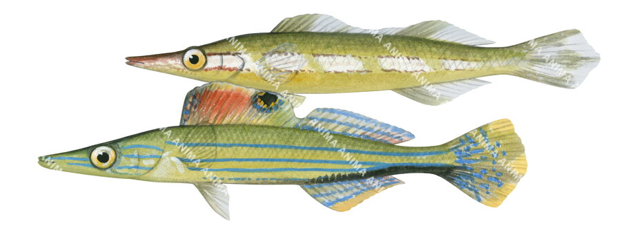 An illustration of the male and female Sharpnose Weed Whiting fish with a striped body and a long snout, white background, side view.