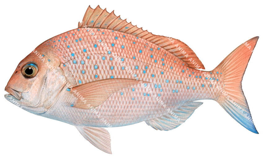 Pink Snapper illustration showing lateral view of a juvenile with its pink body and blue spots on white background.