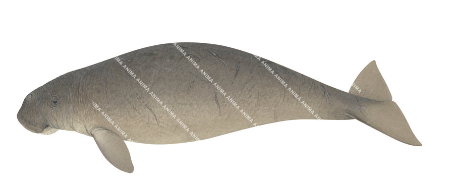 Dugong