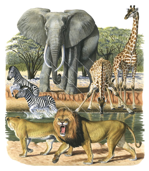 African Collage Mammals