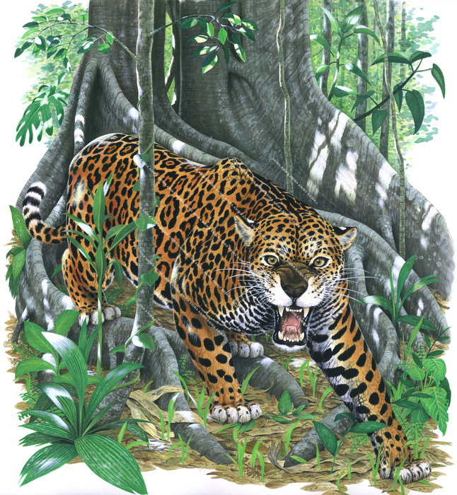 Jaguar