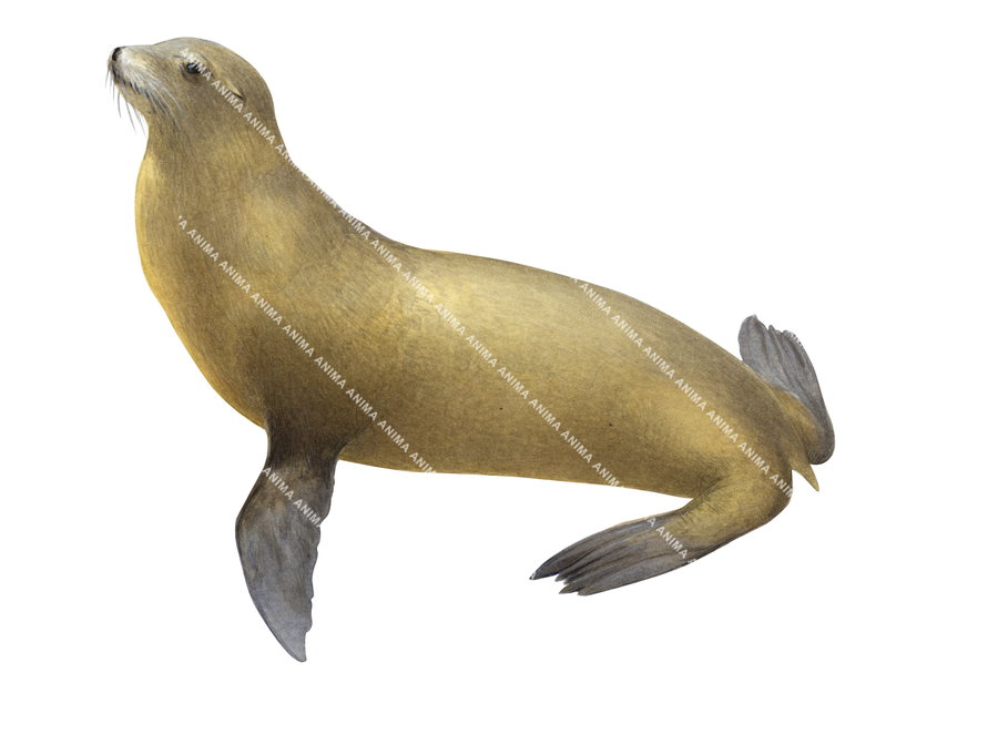 Japanese Sea Lion
