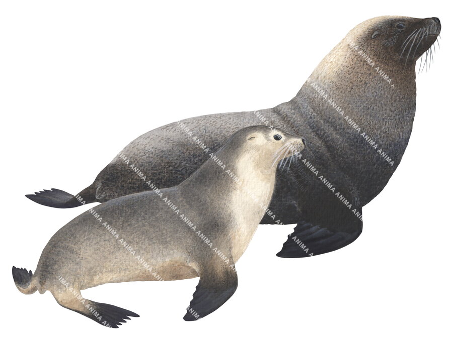 Australian Sea Lion