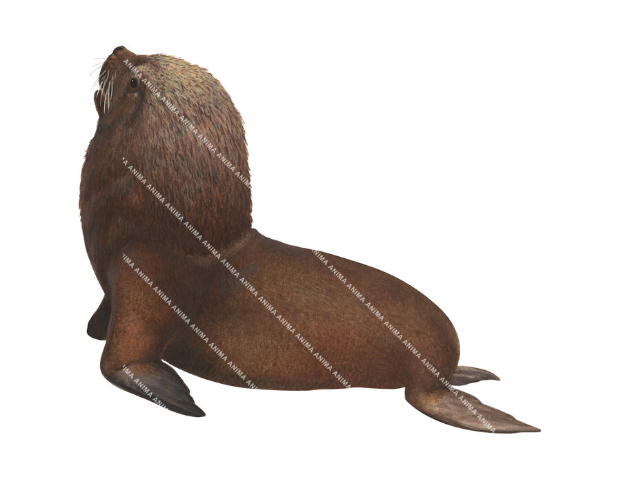 South american Sea Lion