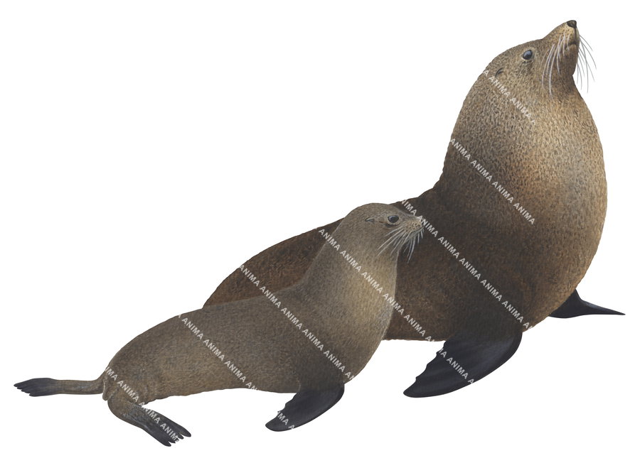 New Zealand Fur Seal