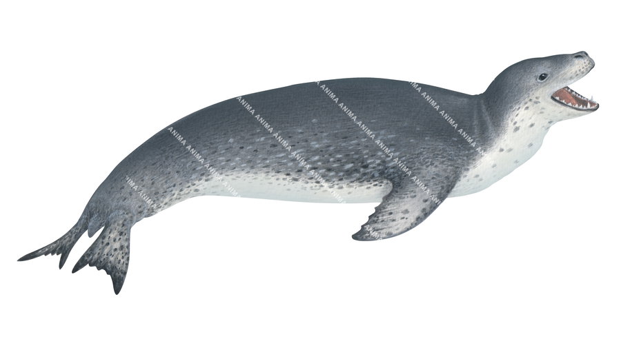 Leopard Seal
