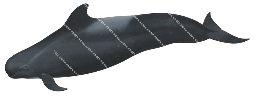 Shortfinned Pilot Whale