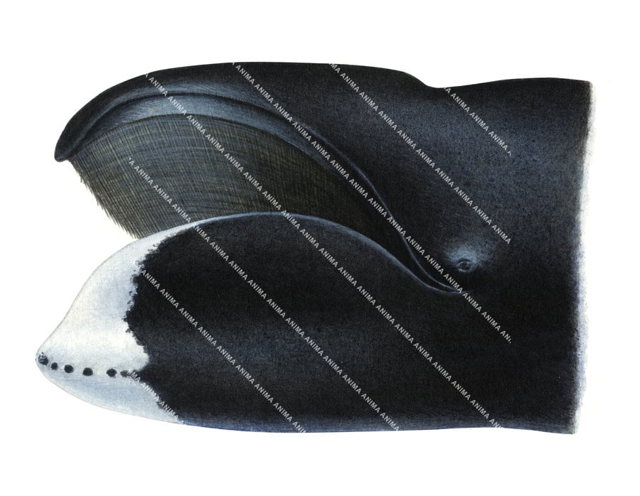 Bowhead Whale, Head detail