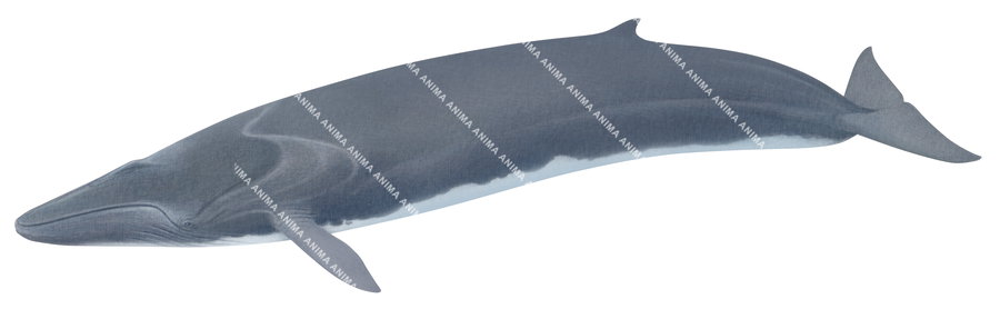 Fin Whale
