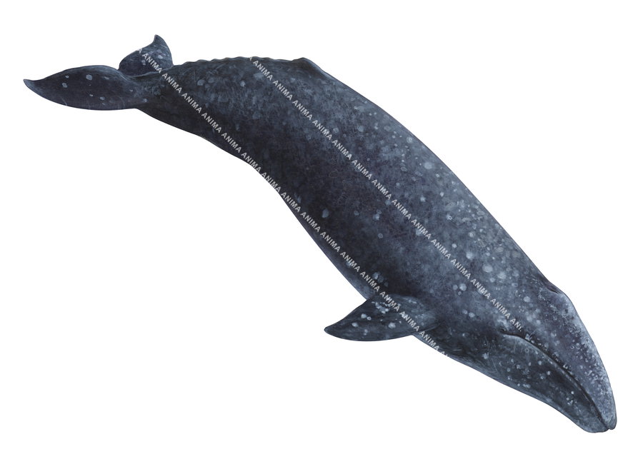 Grey Whale