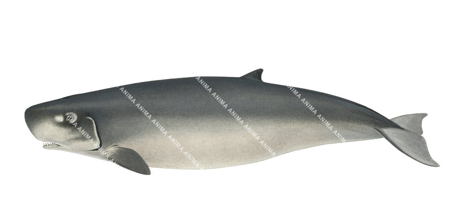 Pygmy Sperm Whale