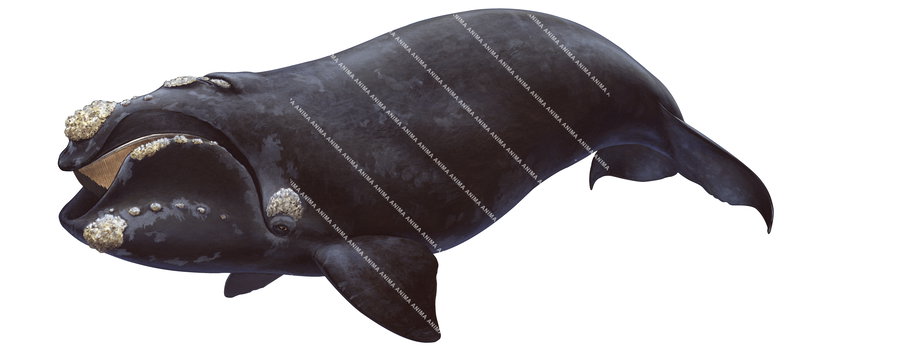 illustration of the Southern Right Whale,Eubalaena glacialis by Roger Swainston