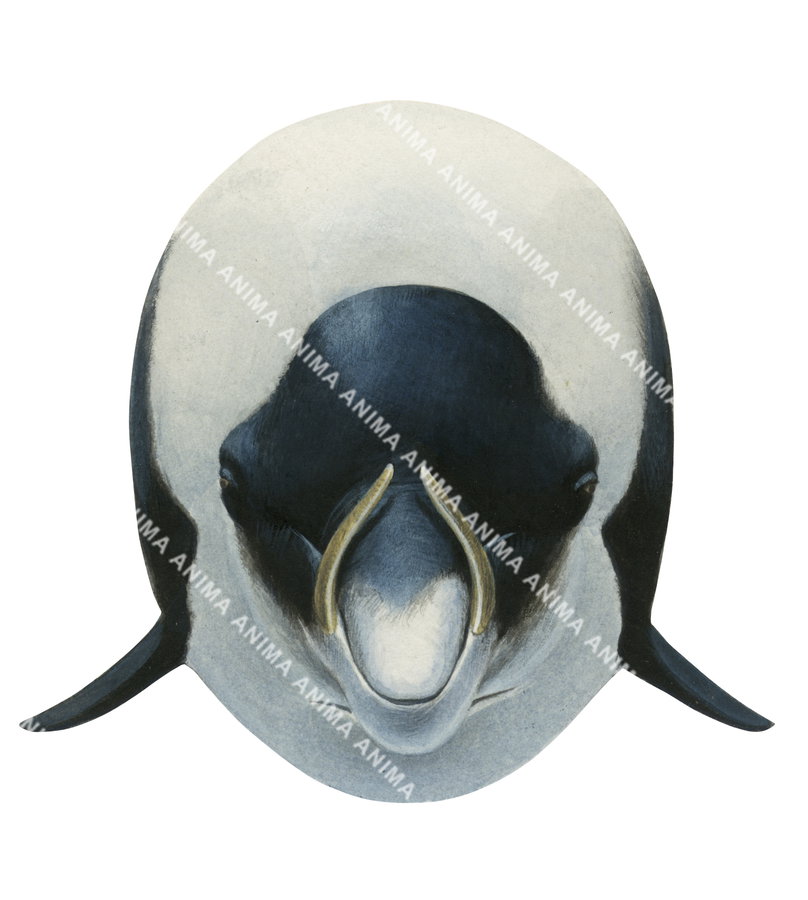 Straptoothed Whale, Head detail