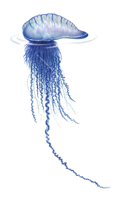 An illustration of the Portuguese Man o War displaying different shade of blue colors. The overall look is delicate and fluid, capturing both the elegance and detail of a jellyfish.