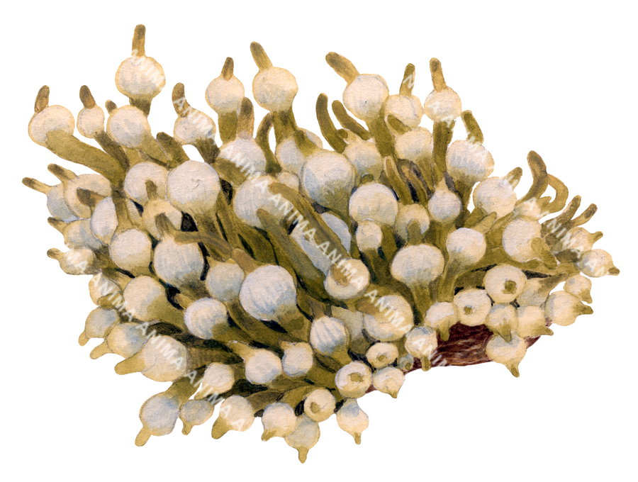 Illustration of a Bulb Tentacled Anemone, featuring a green bulb with white tentacles displayed on white background.