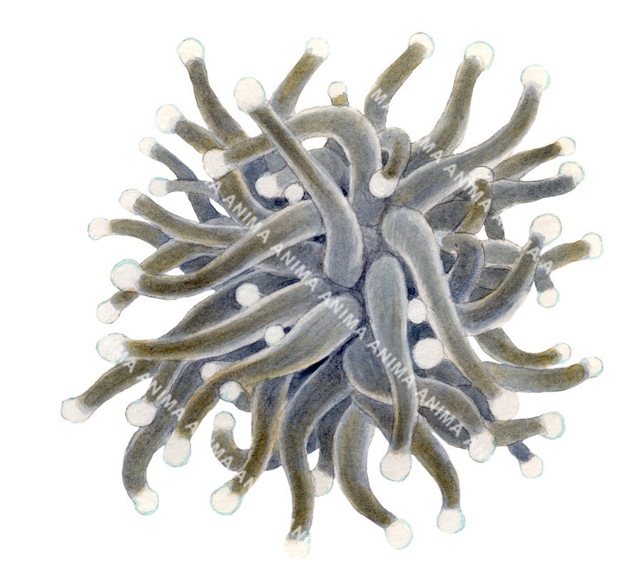 A scientific illustration of an Anemone displayed on white background with a grey and light brown colour.