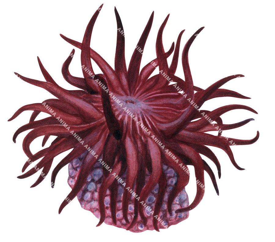 An illustration of the Swimming Anemone with wavy tentacles in a rich dark red colour.