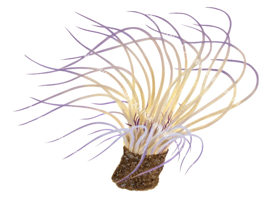 An illustration of the Tube Anemone with Its outer tentacles colour from purple to creamy brown and each has a long pale stripe down its length