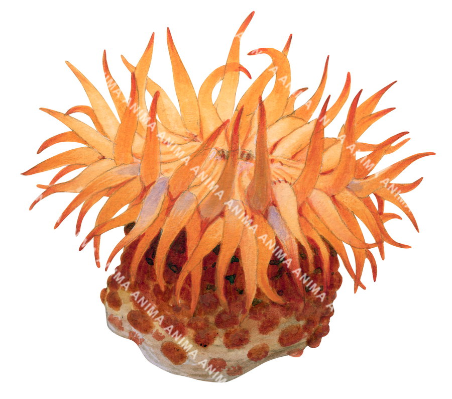 An illustration of a warty Anemone with a vibrant orange and red coloration. White background.