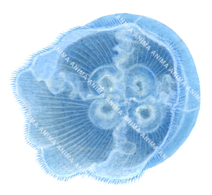 Illustration of a Moon Jellyfish displayed on white background with a bright blue color.