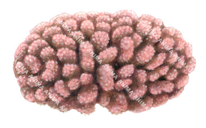 An illustration of the Coral showing extremely short thick compact pink branches.The image is isolated on white background