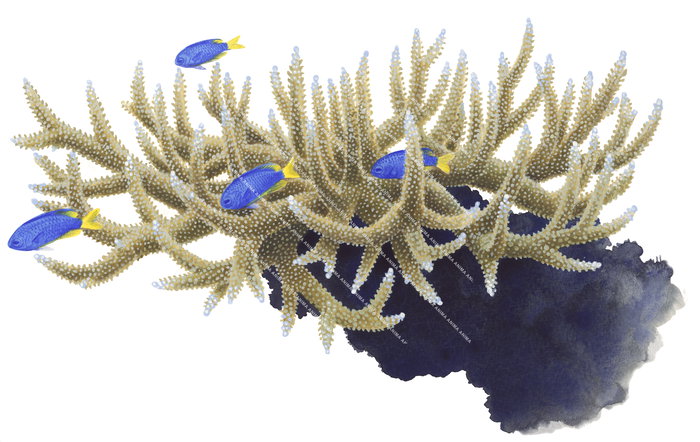 A stylized artistic depiction of blue and yellow school of Damselfish among coral polyps with a black rock.
