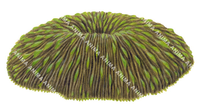 An illustration of the Mushroom Coral on white background with brown and bright green colour.