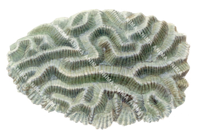 A close-up illustration of an Intermediate Valley Coral, Oulophyllia crispa, with a focus on its intricate texture. The coral is displayed on white background.