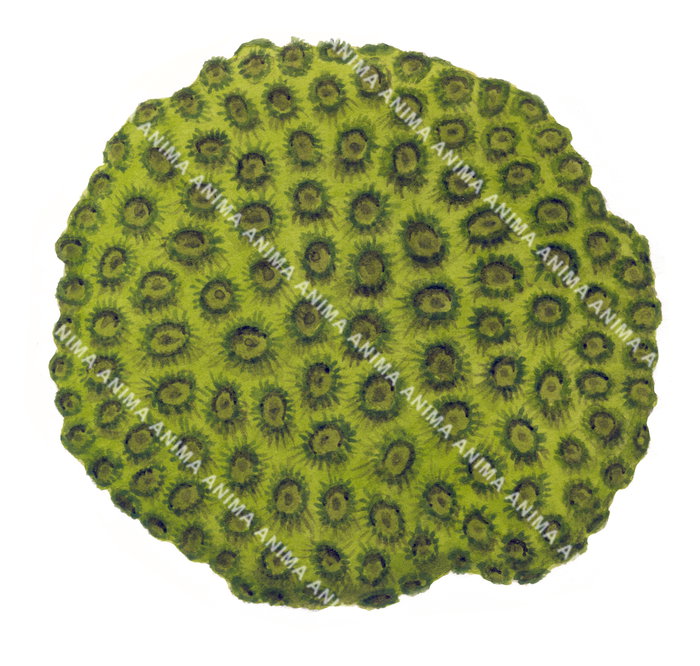 An illustration of the Green Coral, Plesiastrea versipora on white background, the Green Coral has a bright green colour and pock-marked with circular corallites.