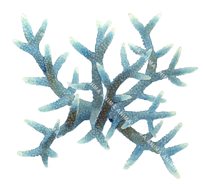 A illustration of a blue Staghorn coral, Acropora nobilis, against a white background.
