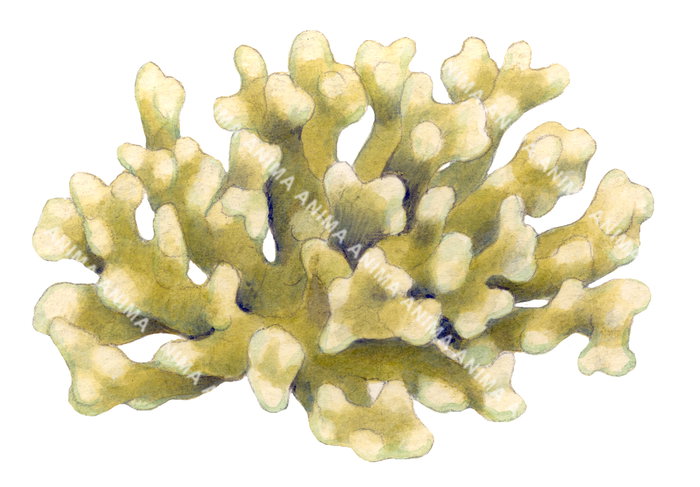Illustration of a Smooth Cauliflower Coral, with a yellowish color on white background