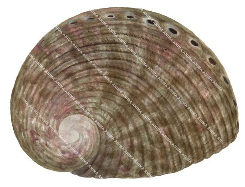 A detailed illustration of a Roe's Abalone, showing the animal's shell with brown and beige tones.