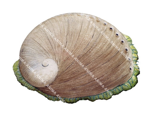 An illustration of the Greenlip Abalone on white background showing top view of the brown color shell and green lip.