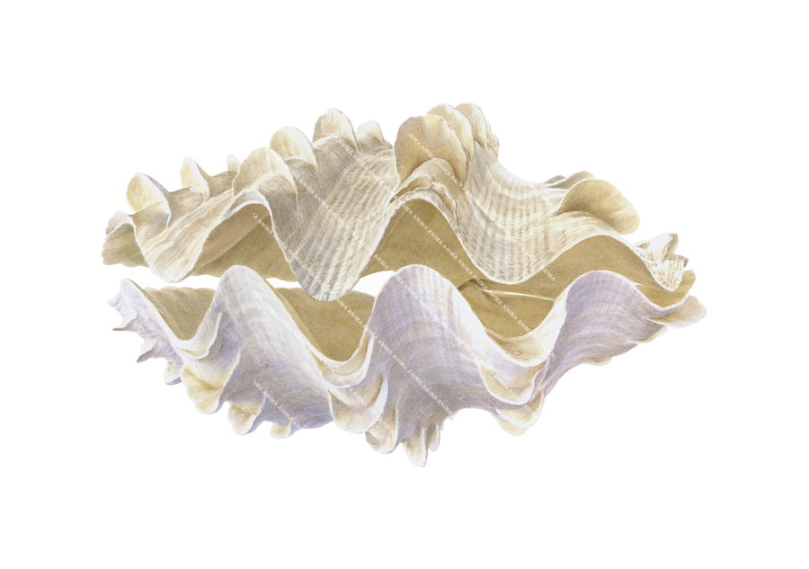 accurate illustration of the Giant Fluted Clam, beige colored on white background.