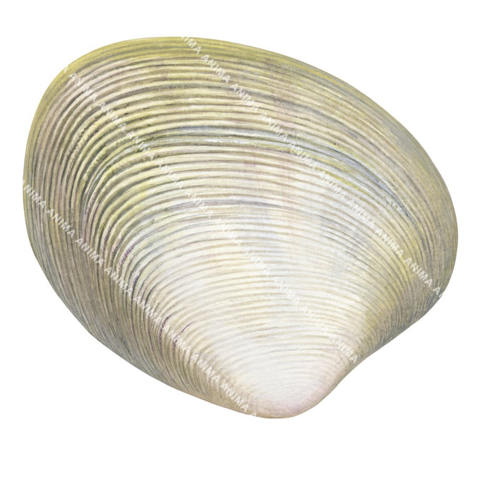 A scientific illustration of a single Venus clam shell with a beige and white color pattern displayed on white background.