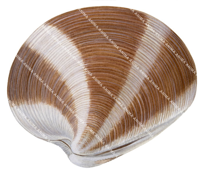 A detailed illustration of a surf clam shell, with brown and beige color tones, indicating the natural pattern of the mollusc, fan-shaped bivalve shell displayed in isolation.