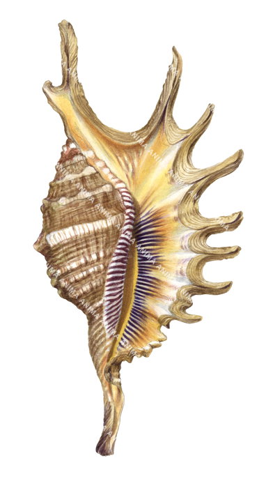A detailed illustration of a Spider Conch shell displayed on white background. The shell is positioned flat, facing directly toward the viewer.